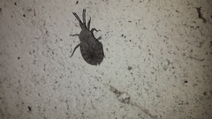 Spartocera brevicornis