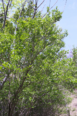 Diabelia spathulata