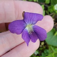 Viola