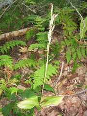 Platanthera orbiculata image