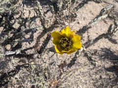 Cylindropuntia thurberi versicolor