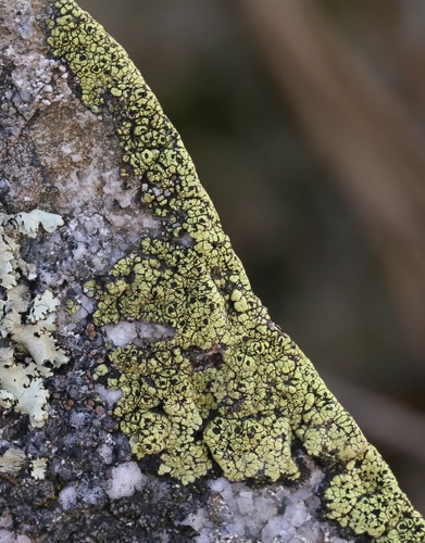 iNaturalist observation photo of Common Lichens
