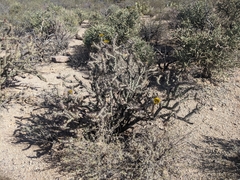 Cylindropuntia thurberi versicolor