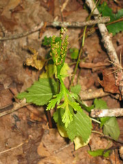 Botrychium angustisegmentum