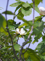 Magnolia obovata