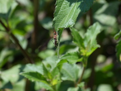 Cosmoclopius poecilus
