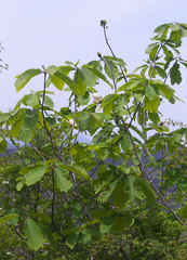 Magnolia obovata