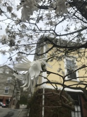 Magnolia