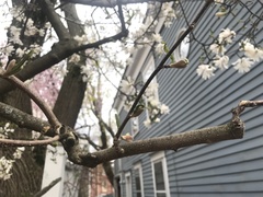 Magnolia