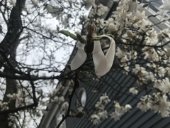 Magnolia