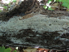 Peniophorella guttulifera