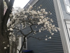 Magnolia