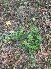 Berlandiera subacaulis