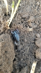 Bothriurus bonariensis