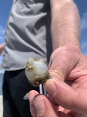 Molgula manhattensis