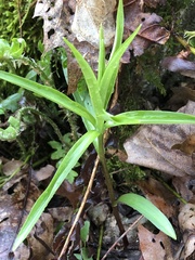 Lilieae