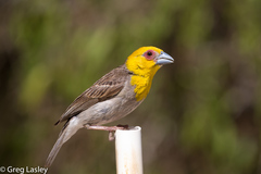 Ploceus sakalava