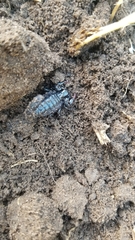 Bothriurus bonariensis