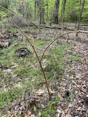 Dirca palustris