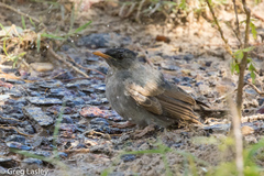 Hypsipetes madagascariensis