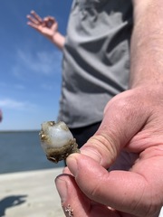 Molgula manhattensis