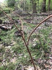 Dirca palustris