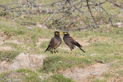 Acridotheres tristis