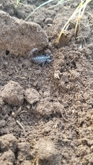 Bothriurus bonariensis