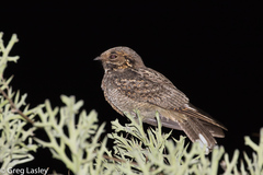 Caprimulgus madagascariensis