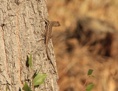 Sceloporus edbelli