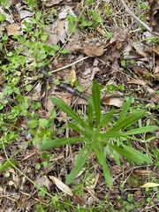 Plantago muelleri