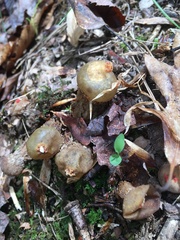 Calostoma ravenelii microsporum