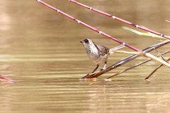 Acrocephalus newtoni
