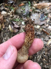 Calostoma ravenelii microsporum