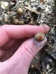 Calostoma ravenelii microsporum