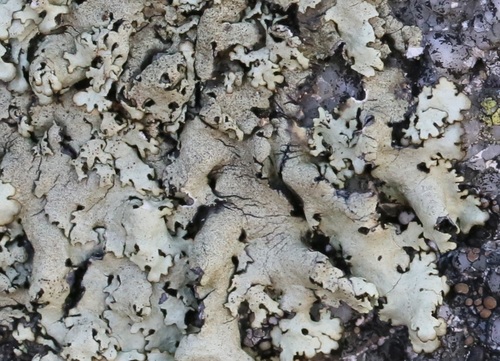 iNaturalist observation photo of rock shield lichens