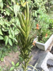 Tillandsia polystachia