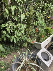 Tillandsia polystachia