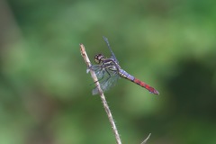 Orthemis biolleyi