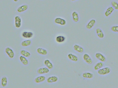 Peniophorella guttulifera