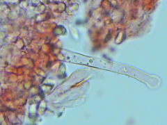 Peniophorella guttulifera