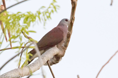 Nesoenas picturatus