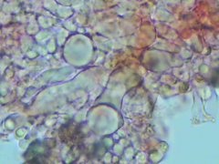 Peniophorella guttulifera
