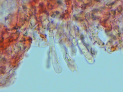 Peniophorella guttulifera