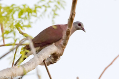 Nesoenas picturatus