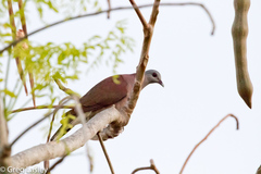 Nesoenas picturatus