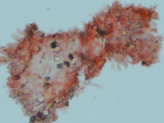 Peniophorella guttulifera