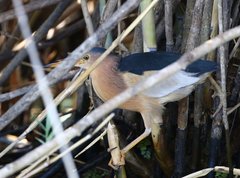 Ixobrychus minutus podiceps