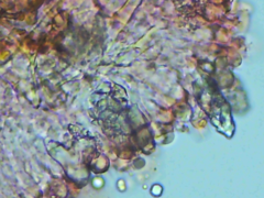 Peniophorella guttulifera