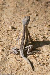 Chalarodon madagascariensis